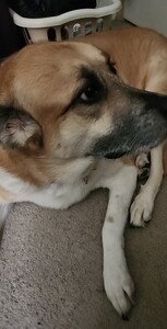 Amanda