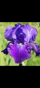Iris