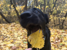 Diana Žmėjauskaitė