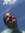 Satya