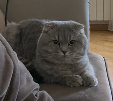 Tahir Ashurov