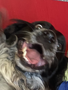 Daniel Quilter-Bailey