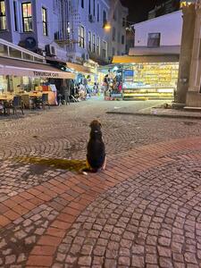 defne