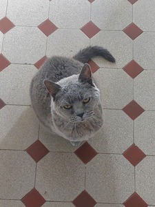 Lou