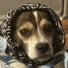Daisy