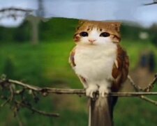 Jon