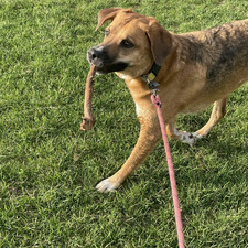 Eliza Granahan-Field