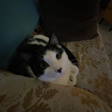 Bella Roy