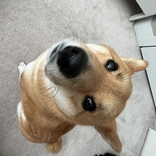 mochidough