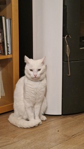 Evelin Dorkin-Gregov