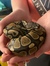 Chandler the snake lover