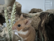 ★ vanessa prokeš ★