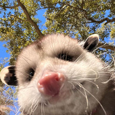 Elio