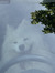Judy