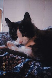 чорно-білий кіт 