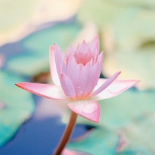 Uống trà sữa  vào  buổi tối 