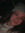 Ashley Jozwicki