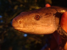 ScienceSkink
