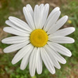 Eleanor
