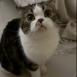 Kevin