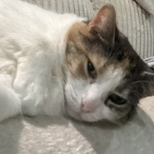 Hailey