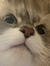 Janet