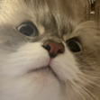 Janet Janet