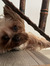 Teddy