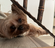 Teddy