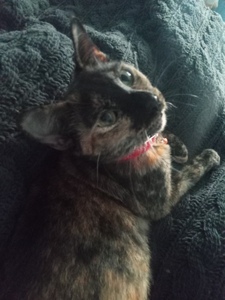 Angel
