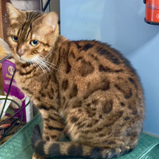 Cameron Ashtiani-Eisemann