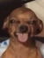 Dingo