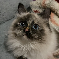 Silver ✩₊˚.⋆☾⋆⁺₊✧ Moon