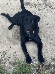 Whitney Lawrence Morehead