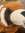 NoNoseGoose