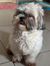 Ruban R...