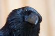 RavenNoir