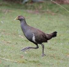 Mona Loofs-Samorzewski