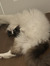 Micaëla