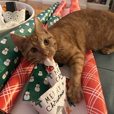 Sammy