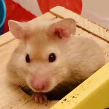 Cordelia Farrell-Hood