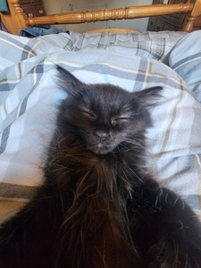 hippybeans