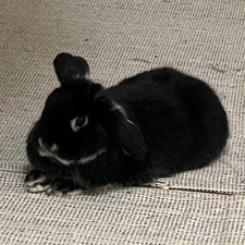 Louise