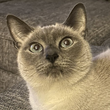 Katy