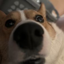 frankie