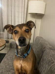 Suzi