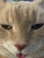 Jasmittens