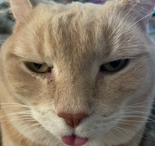 Jasmittens