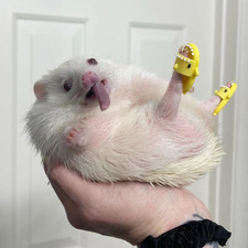 Hannah