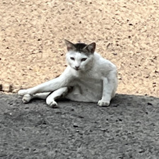 Rara